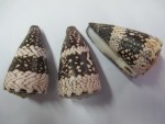 CONUS BANDANUS 